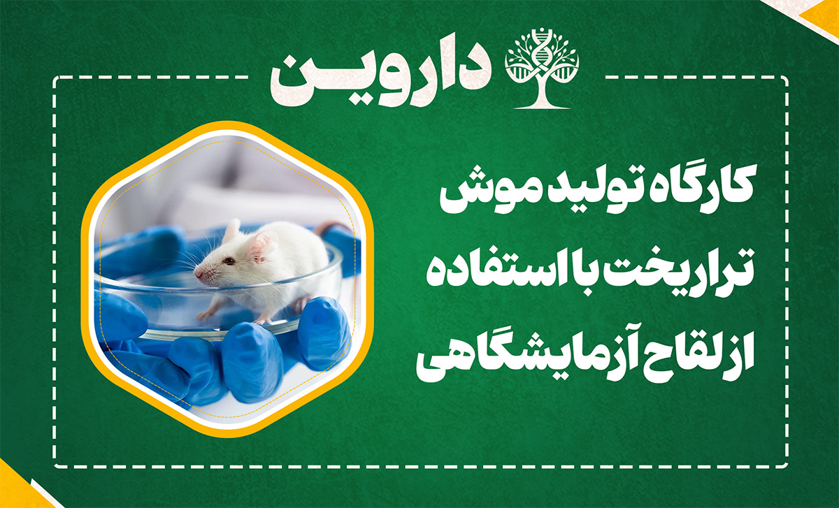 تولید موش تراریخت با استفاده از لقاح آزمایشگاهی