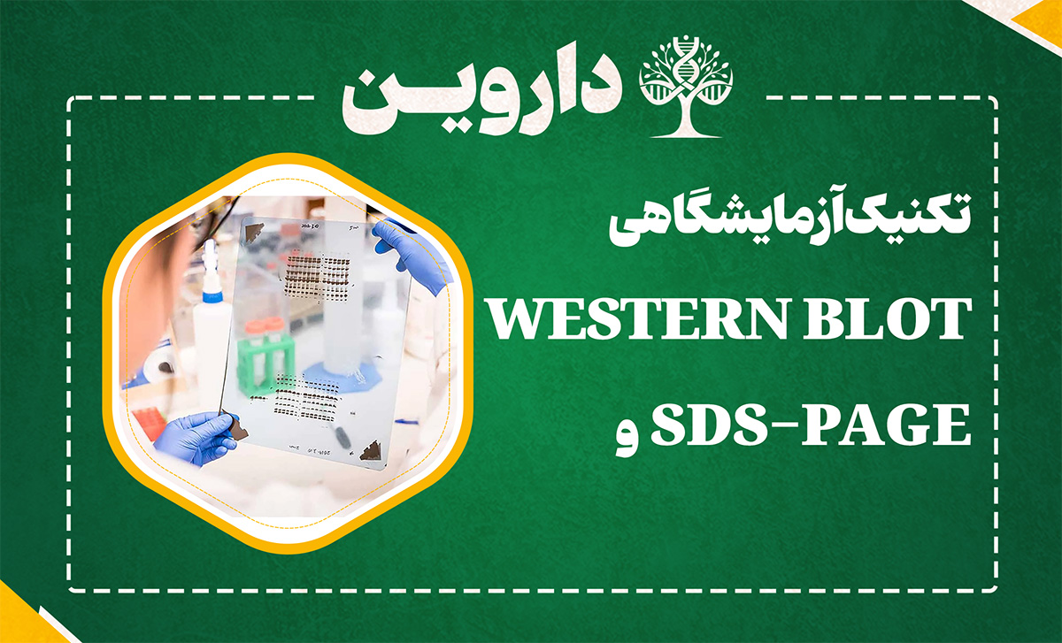 تکنیک آزمایشگاهی Western Blot (وسترن بلات) و SDS