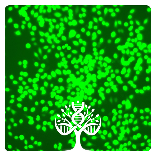 خط سلولی HeLa GFP-expressing