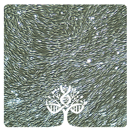 سلول های فیبروبلاست پوست انسان - Human dermal fibroblast (HDF) cells