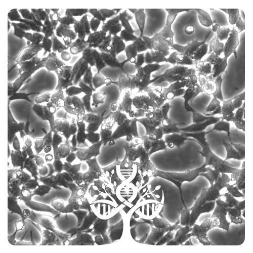 خط سلولی HEK-293 (سلول کلیه جنین انسانی)