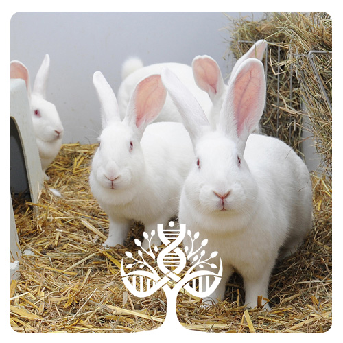 خرگوش آزمایشگاهی نیوزیلند وایت (New Zealand White - NZW)