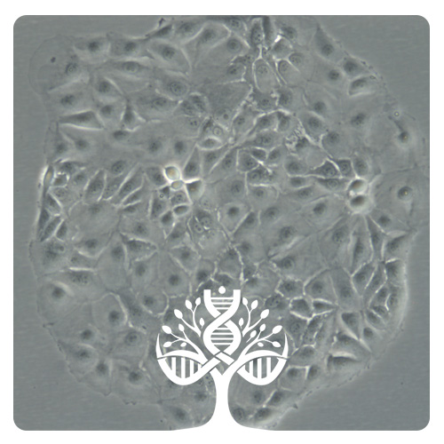 خط سلولی MCF-7 (سرطان پستان انسان)