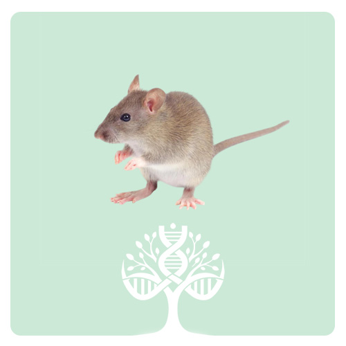 Mice DBA/2 - موش DBA/2