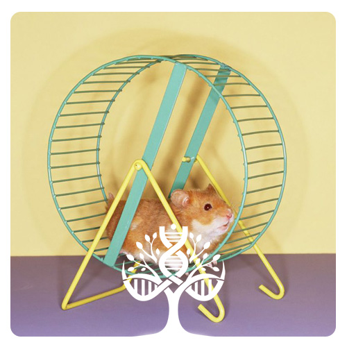 چرخ فعالیت موش - چرخ گردون موش - Mouse Running Wheel