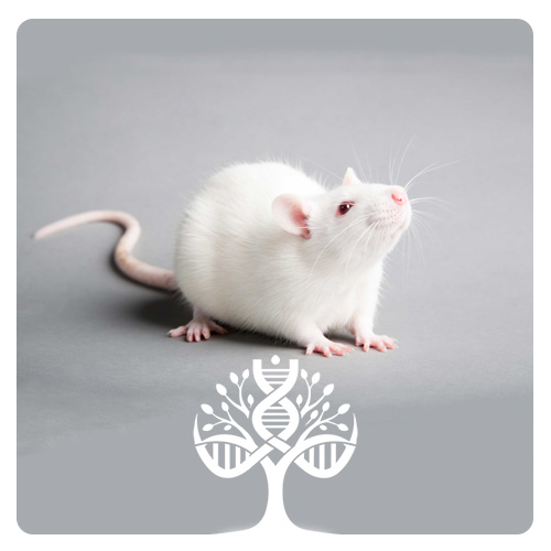 موش دیابتی غیر چاق - Non-Obese Diabetic Mouse (NOD)