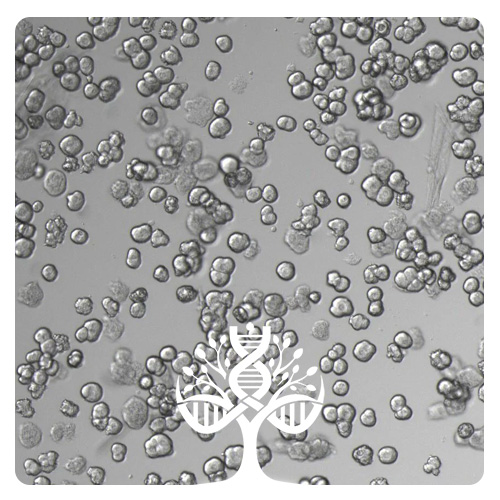 کشت اولیه کبد موش (Hepatocytes) Primary cultured mouse liver cells