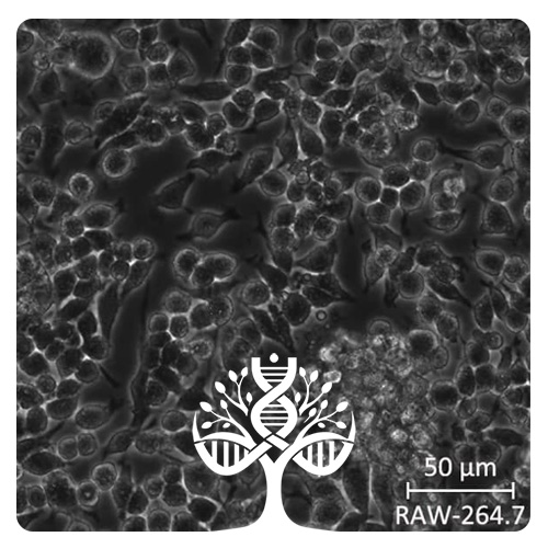 خط سلولی RAW 264.7 - RAW 264.7 cell line (mouse macrophage)