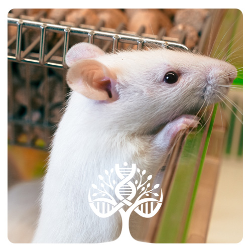 رت (موش صحرایی) نژاد Sprague-Dawley
