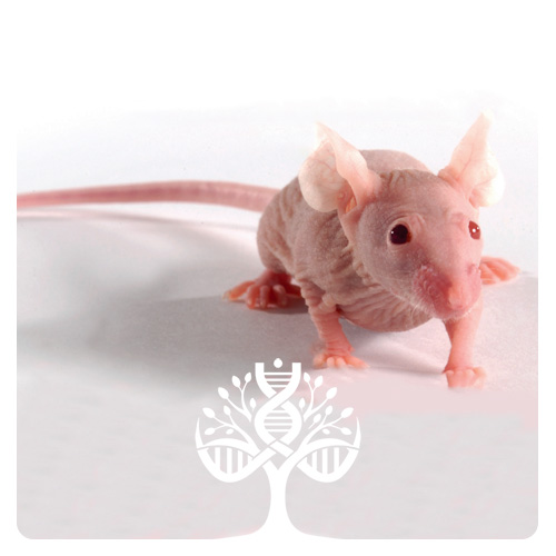 موش مبتلا به نقص ایمنی ترکیبی شدید (SCID)