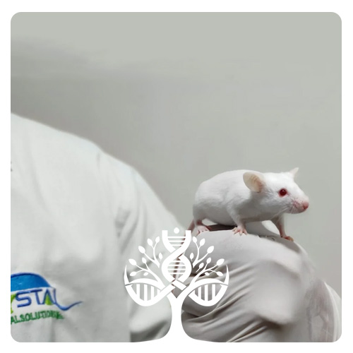 موش‌ آلبینو سوئیسی - Swiss Albino Mice