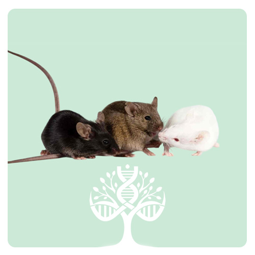 موش تراریخته - Transgenic Mouse