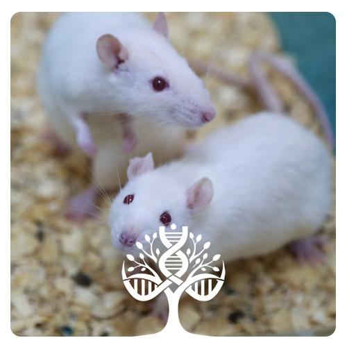 موش سوری آزمایشگاهی سفید balb/c