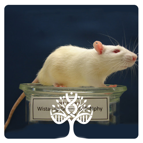 رت ویستار Wistar Rat