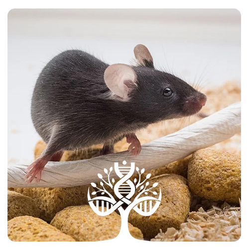 موش مشکی آزمایشگاهی C57 - مدل C57BL/6